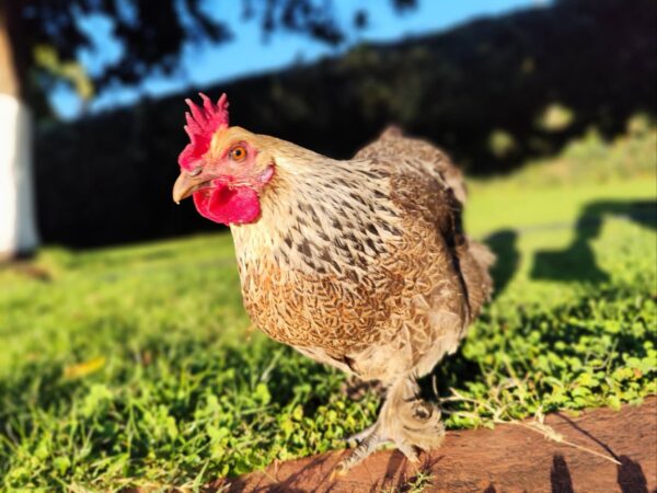 Free-range laying hens