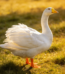 big goose